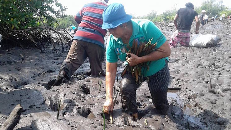 Jóvenes reforestan con plantas de mangle en Las Peñitas