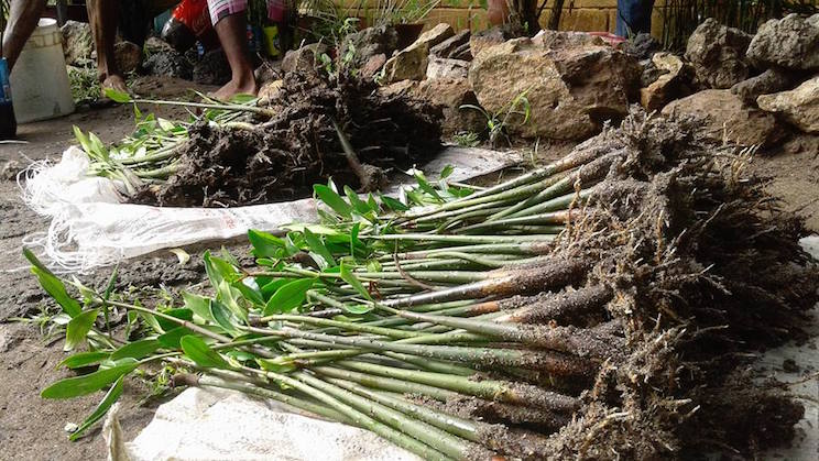 Jóvenes reforestan con plantas de mangle en Las Peñitas
