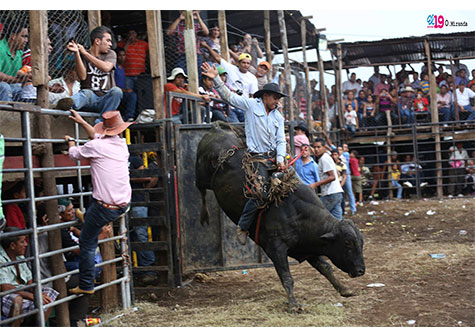 Barrera de toros: la adrenalina en festividades de Santo Domingo