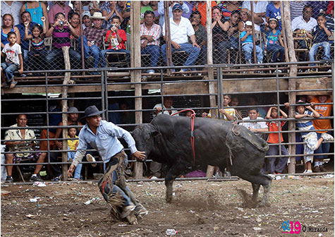 Barrera de toros: la adrenalina en festividades de Santo Domingo