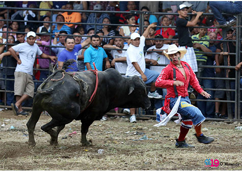 Barrera de toros: la adrenalina en festividades de Santo Domingo