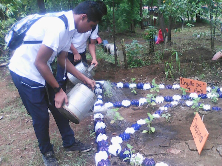 Estudiantes plantan un pequeño bosque en el patio del colegio y así luce una década después