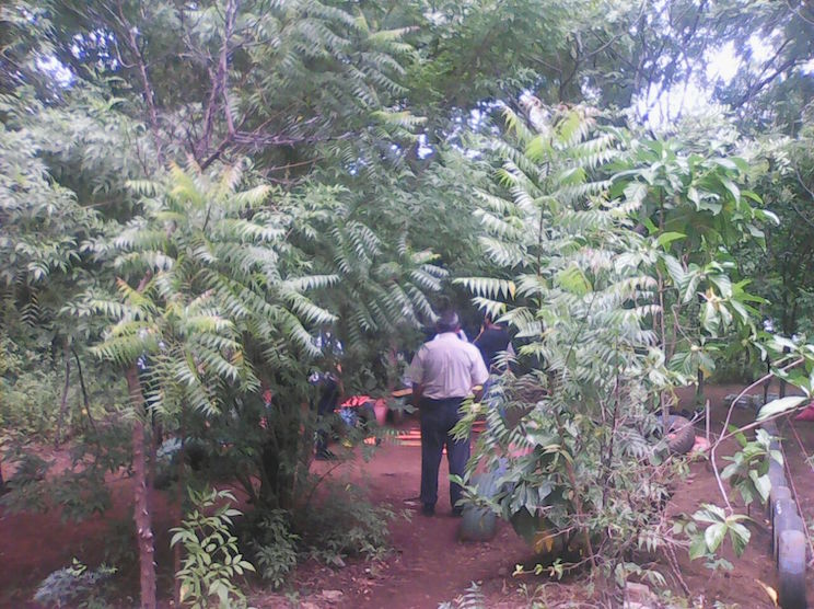 Estudiantes plantan un pequeño bosque en el patio del colegio y así luce una década después
