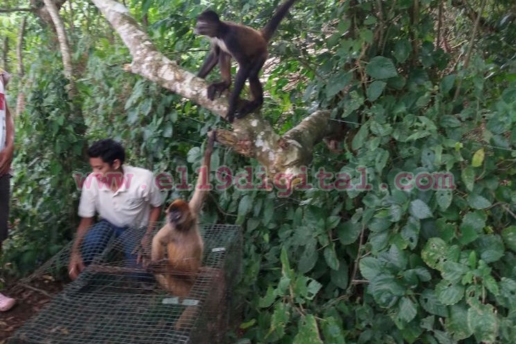 MARENA libera animales en Cárdenas
