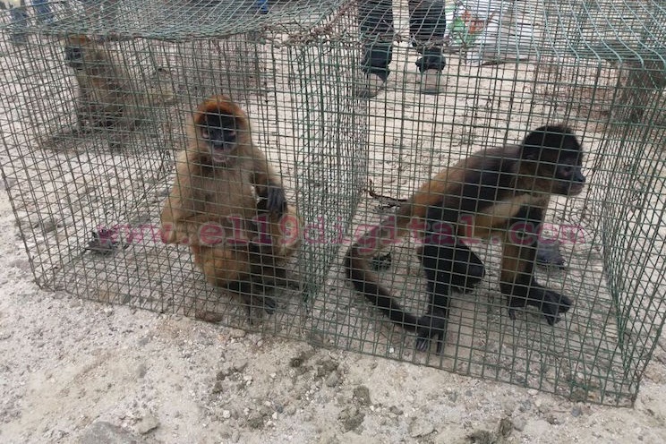MARENA libera animales en Cárdenas