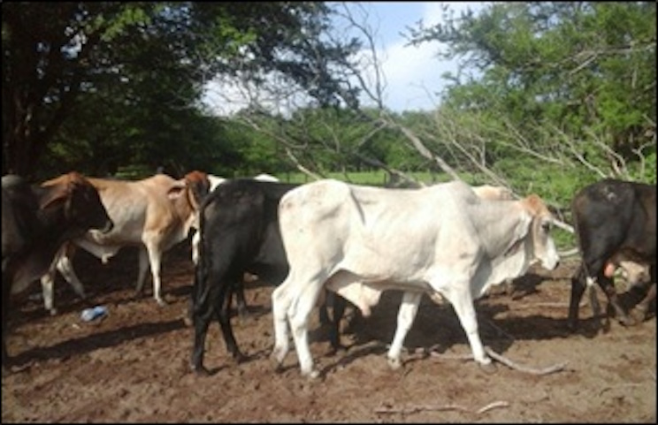 Ejército de Nicaragua informa sobre resultados de Operación Coordinada Sandino-Morazán