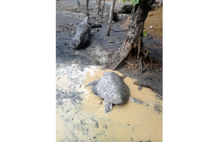 Investigan causa de muerte de tortugas en El Astillero (+FOTOS)
