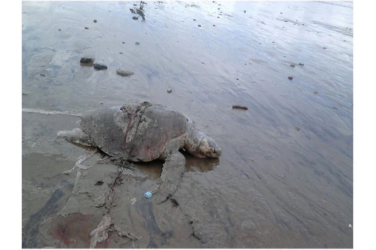 Investigan causa de muerte de tortugas en El Astillero (+FOTOS)