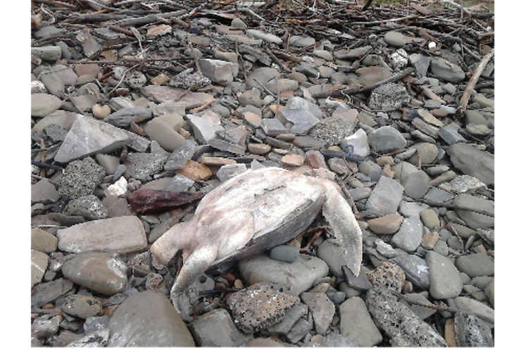 Investigan causa de muerte de tortugas en El Astillero (+FOTOS)