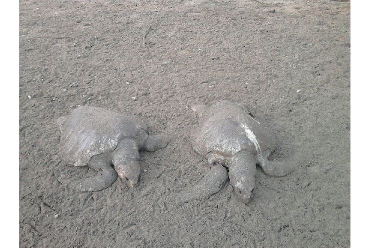 Investigan causa de muerte de tortugas en El Astillero (+FOTOS)