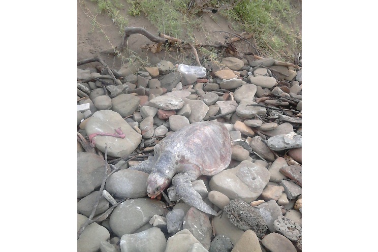 Investigan causa de muerte de tortugas en El Astillero (+FOTOS)