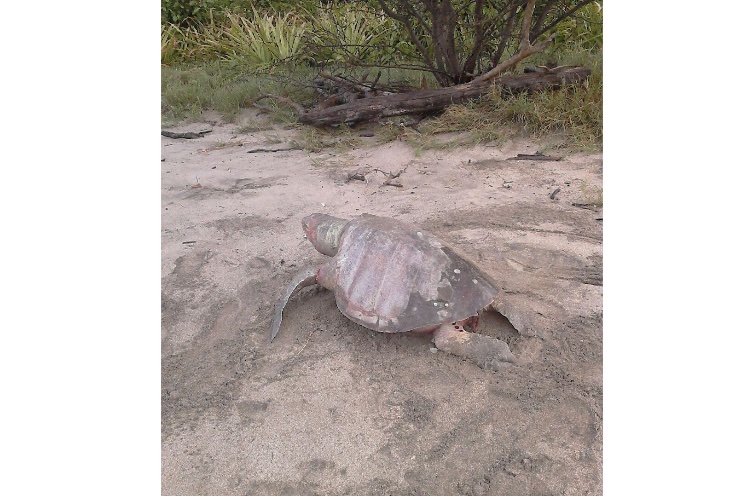 Investigan causa de muerte de tortugas en El Astillero (+FOTOS)