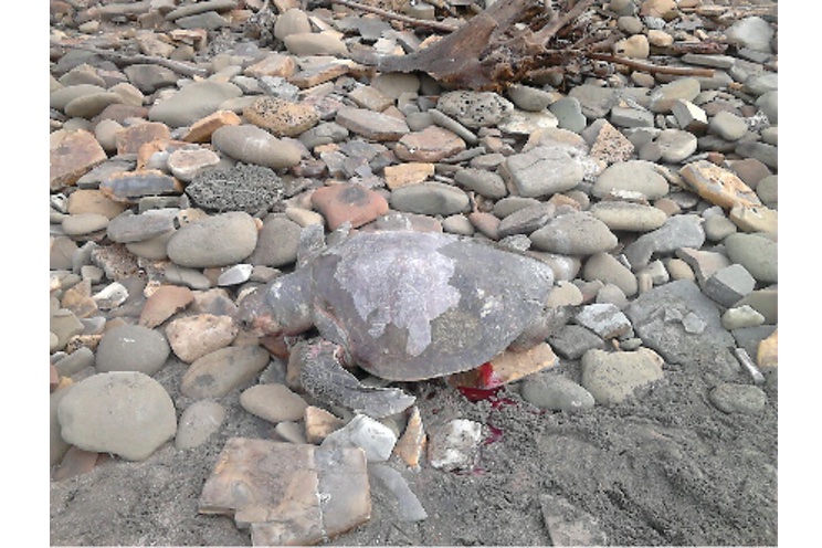 Investigan causa de muerte de tortugas en El Astillero (+FOTOS)