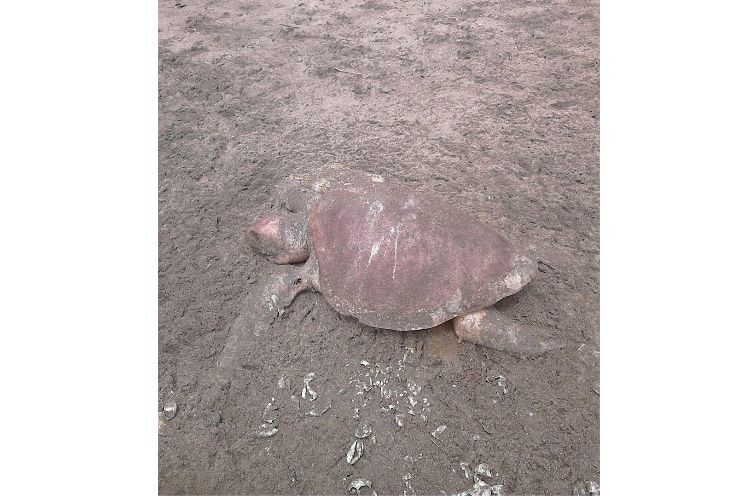 Investigan causa de muerte de tortugas en El Astillero (+FOTOS)