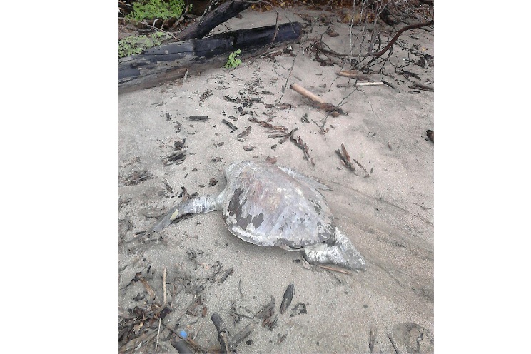 Investigan causa de muerte de tortugas en El Astillero (+FOTOS)