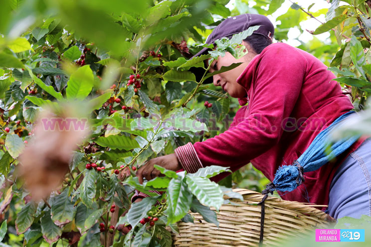 Productores nicaragüenses aseguran que cosecha de cierre de año va ‘viento en popa’