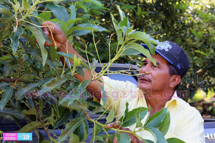 Productores nicaragüenses aseguran que cosecha de cierre de año va ‘viento en popa’