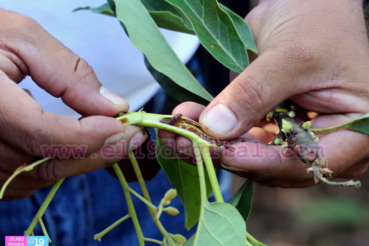 Productores nicaragüenses aseguran que cosecha de cierre de año va ‘viento en popa’