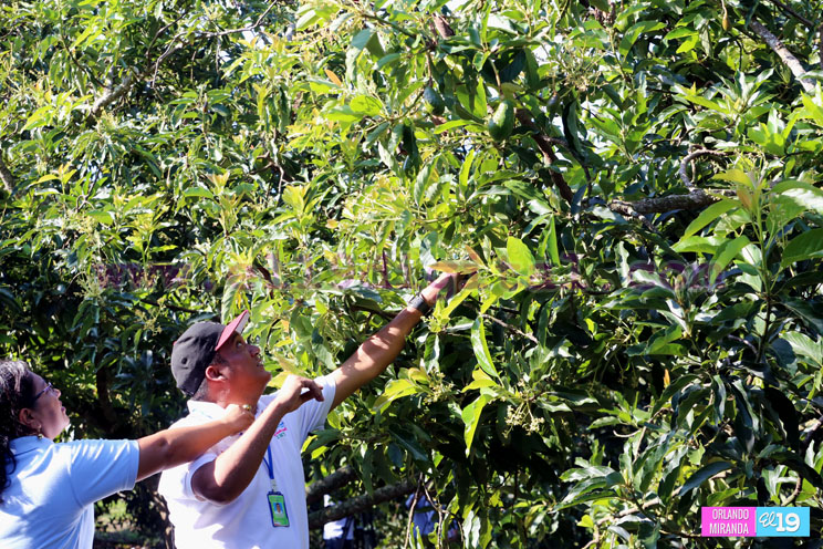 Productores nicaragüenses aseguran que cosecha de cierre de año va ‘viento en popa’