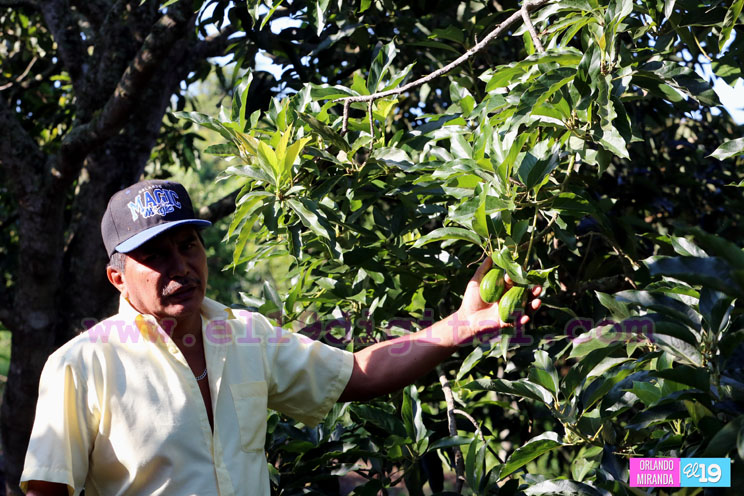 Productores nicaragüenses aseguran que cosecha de cierre de año va ‘viento en popa’