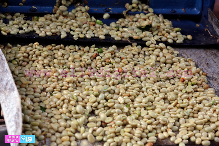 Productores nicaragüenses aseguran que cosecha de cierre de año va ‘viento en popa’