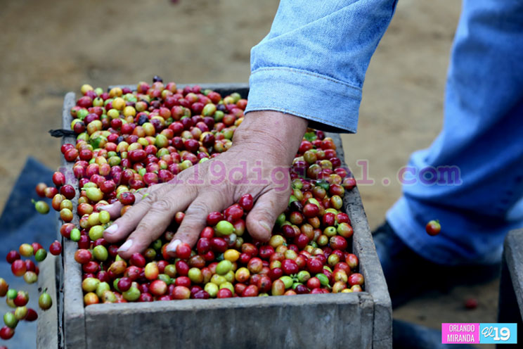 Productores nicaragüenses aseguran que cosecha de cierre de año va ‘viento en popa’