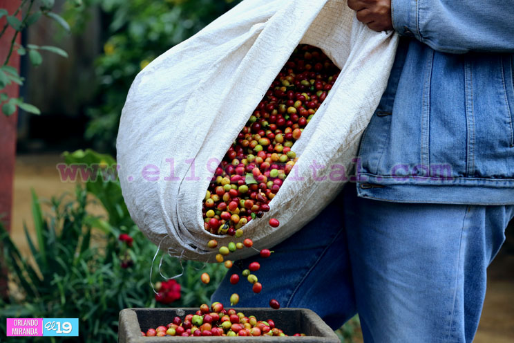 Productores nicaragüenses aseguran que cosecha de cierre de año va ‘viento en popa’