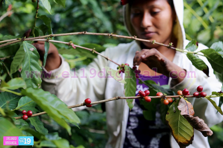 Productores nicaragüenses aseguran que cosecha de cierre de año va ‘viento en popa’