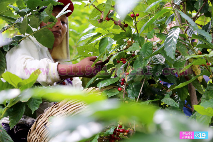 Productores nicaragüenses aseguran que cosecha de cierre de año va ‘viento en popa’