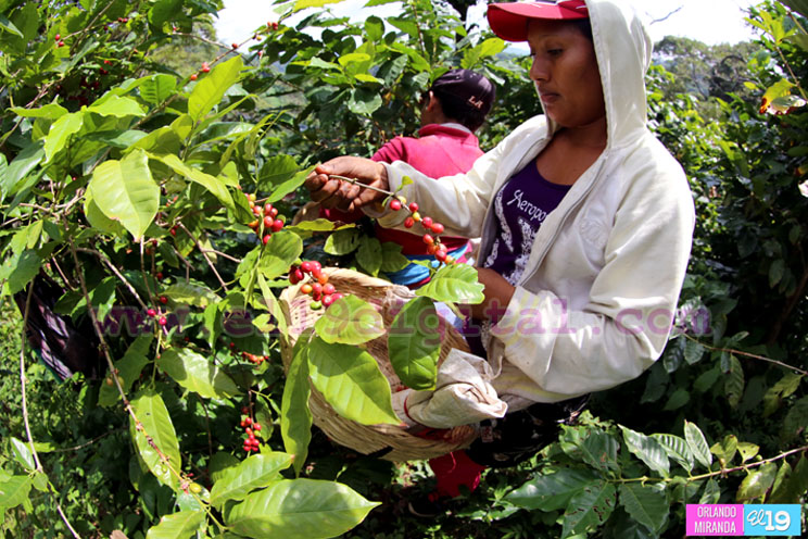 Productores nicaragüenses aseguran que cosecha de cierre de año va ‘viento en popa’