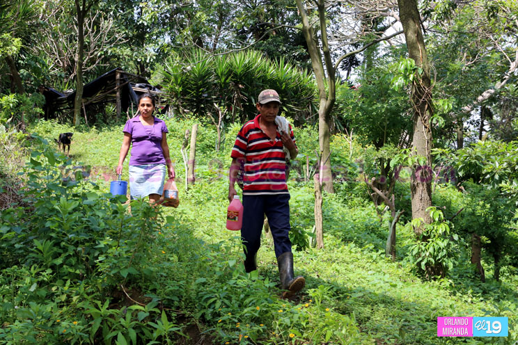 Productores nicaragüenses aseguran que cosecha de cierre de año va ‘viento en popa’