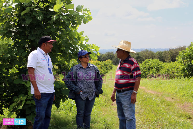 Productores nicaragüenses aseguran que cosecha de cierre de año va ‘viento en popa’
