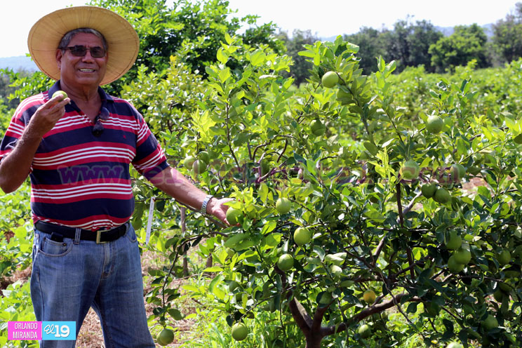 Productores nicaragüenses aseguran que cosecha de cierre de año va ‘viento en popa’