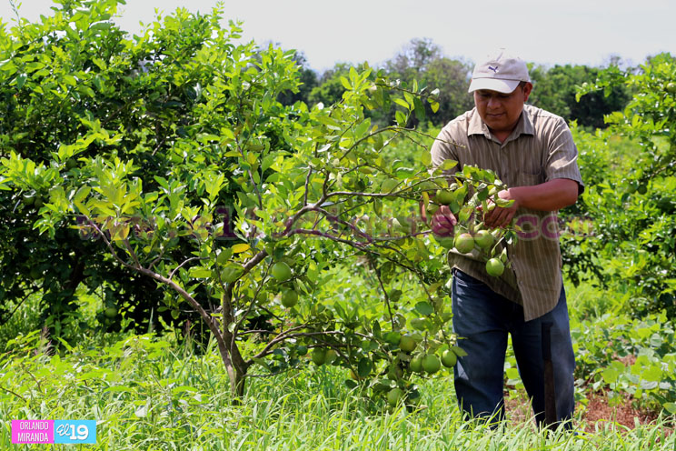 Productores nicaragüenses aseguran que cosecha de cierre de año va ‘viento en popa’