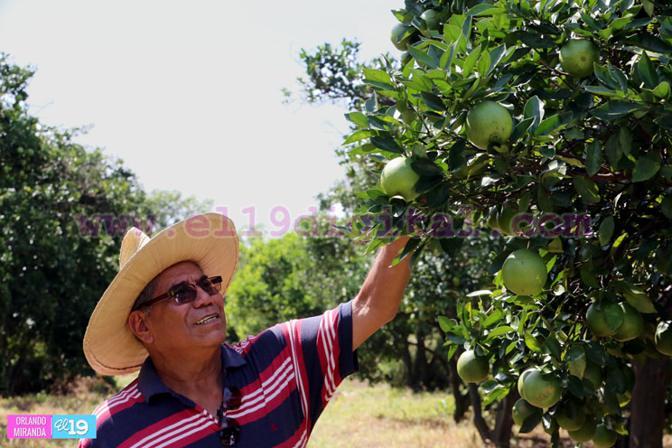 Productores nicaragüenses aseguran que cosecha de cierre de año va ‘viento en popa’