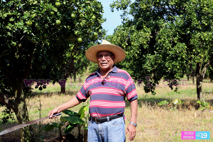 Productores nicaragüenses aseguran que cosecha de cierre de año va ‘viento en popa’