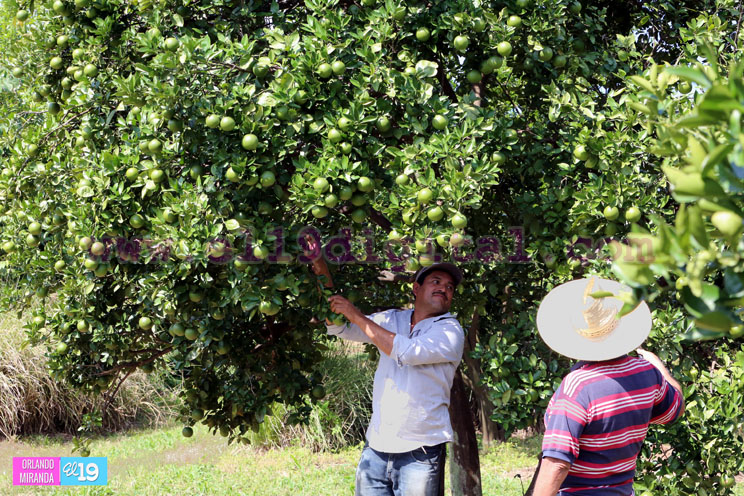 Productores nicaragüenses aseguran que cosecha de cierre de año va ‘viento en popa’