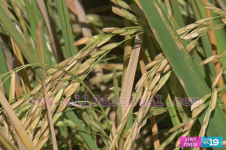Producción de arroz y maíz con buenos resultados gracias a la asistencia técnica del Inta
