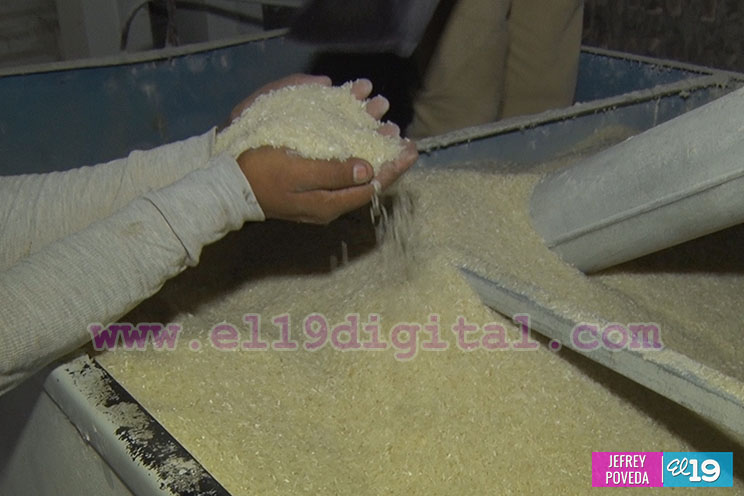 Producción de arroz y maíz con buenos resultados gracias a la asistencia técnica del Inta