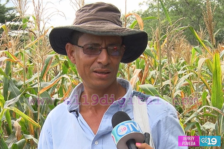 Producción de arroz y maíz con buenos resultados gracias a la asistencia técnica del Inta