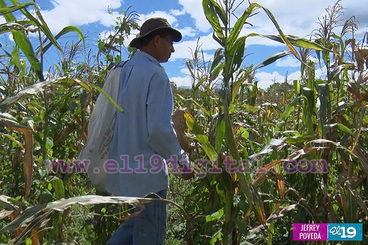 Producción de arroz y maíz con buenos resultados gracias a la asistencia técnica del Inta