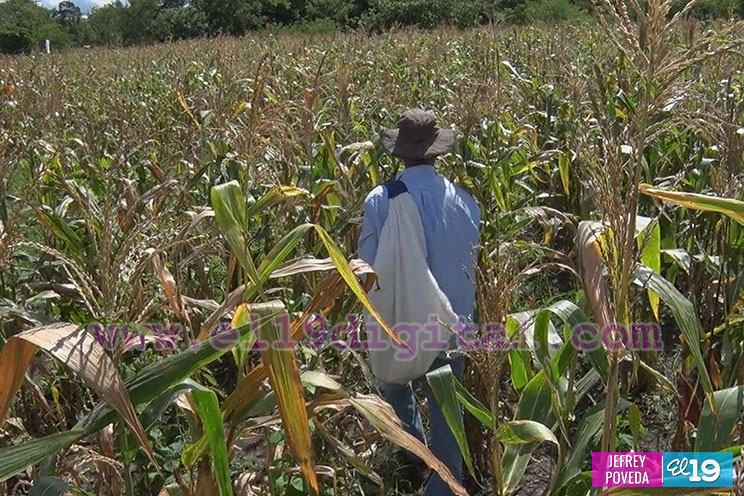 Producción de arroz y maíz con buenos resultados gracias a la asistencia técnica del Inta