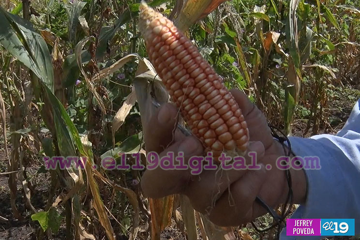 Producción de arroz y maíz con buenos resultados gracias a la asistencia técnica del Inta