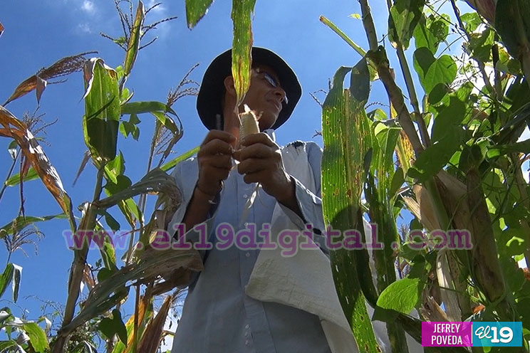 Producción de arroz y maíz con buenos resultados gracias a la asistencia técnica del Inta