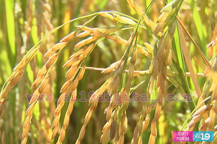 Producción de arroz y maíz con buenos resultados gracias a la asistencia técnica del Inta