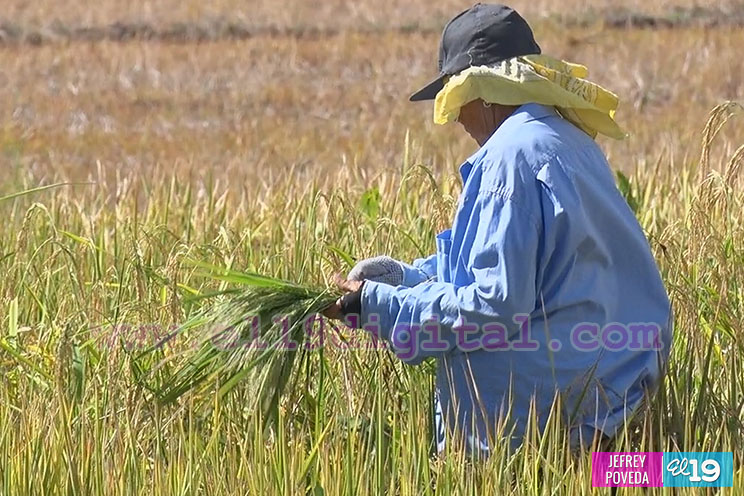 Producción de arroz y maíz con buenos resultados gracias a la asistencia técnica del Inta
