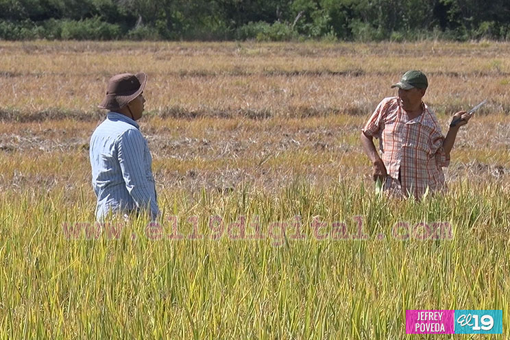 Producción de arroz y maíz con buenos resultados gracias a la asistencia técnica del Inta