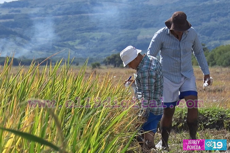 Producción de arroz y maíz con buenos resultados gracias a la asistencia técnica del Inta