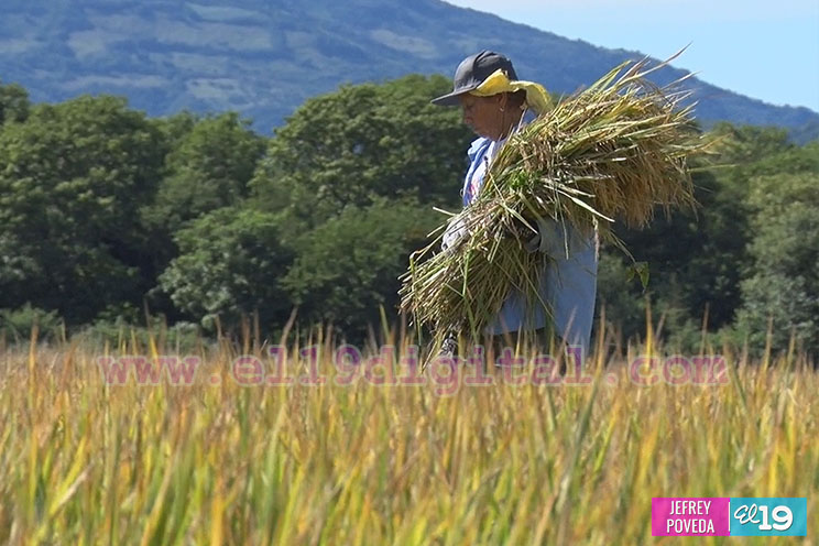 Producción de arroz y maíz con buenos resultados gracias a la asistencia técnica del Inta