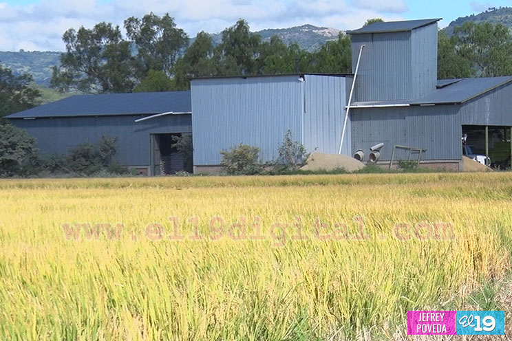 Producción de arroz y maíz con buenos resultados gracias a la asistencia técnica del Inta